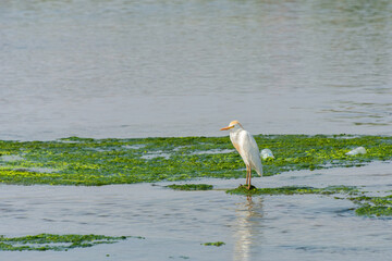 Cattle Egret