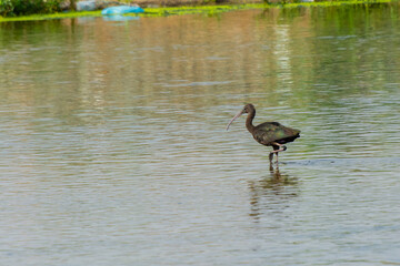 Glossy Ibis
