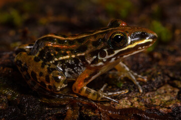 frog on the ground