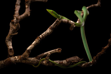 green tree parrot snake on black background
