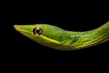 close up of a green snake on a black background