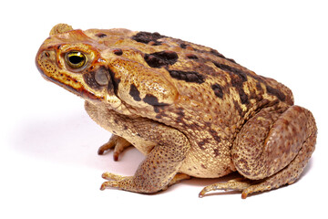 toad isolated on white