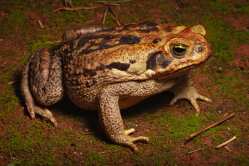 frog in the grass