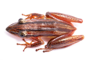 tree frog isolated on white background