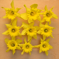 Daffodil Nine Square 02