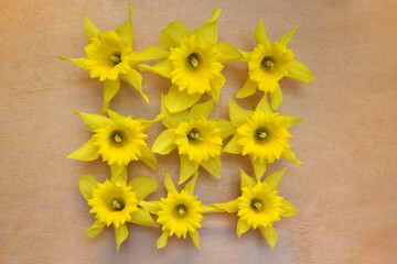 Daffodil Nine Square 03
