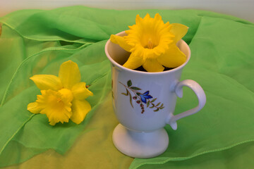 Daffodil Cup 10