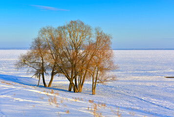 Fototapeta na wymiar Trees on the winter shore