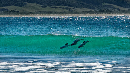 Hectors dolphins, surfing in Porpoise Bay, The Catlins, New Zealand.