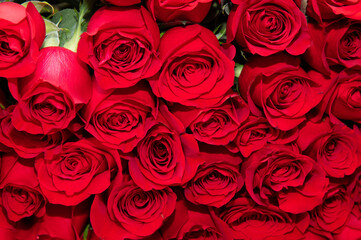 big bouquet of red roses bloom beautiful romantic