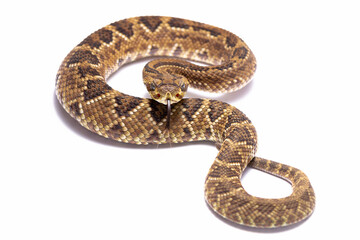 rattlesnake crotalus
