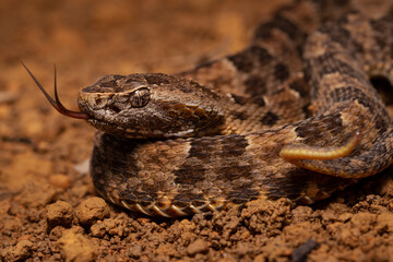 lancehead fer de lance cotton mouth