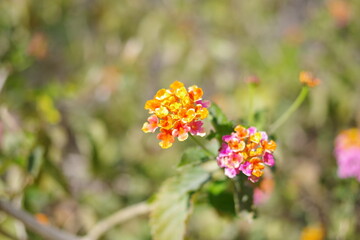 orange flowers in the garden