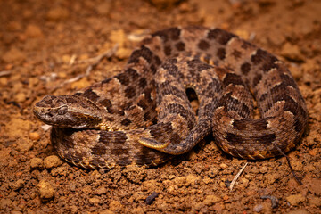 lancehead fer de lance cotton mouth
