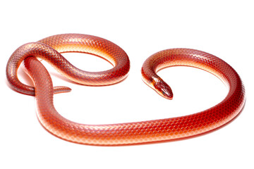 red snake on the white background