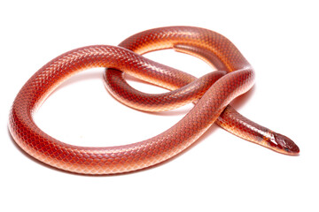 red snake on the white background