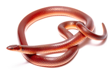 red snake on the white background