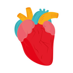heart medical anatomy