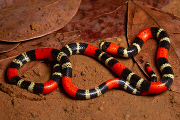 coral snake on the ground