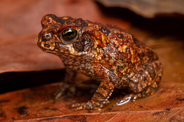frog on a stone