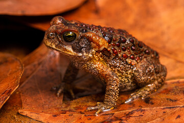 frog on the ground
