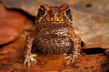 frog on the ground
