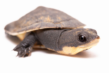 turtle isolated on white background