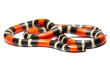 coral snake on white background 