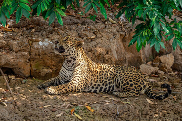 jaguar pantera onca on pantanal river © Luis