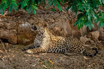Foto op Plexiglas jaguar pantera onca on pantanal river © Luis