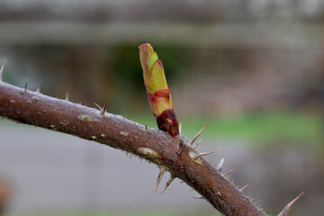 Rosebud Thorns 02