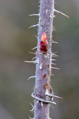 Rosebud Thorns 09