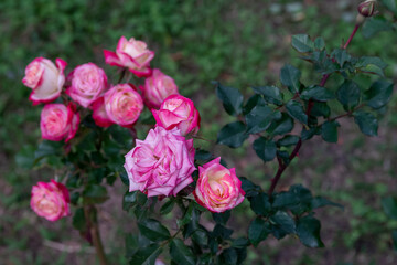 Buds of pink roses blooming on a green stem.