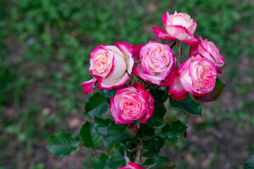 Buds of pink roses blooming on a green stem.