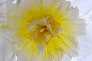 Ice King Daffodil Mandala 14