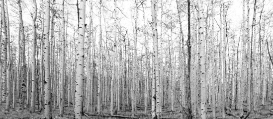 Black and white forest landscape with repeating pattern of tall tree trunks
