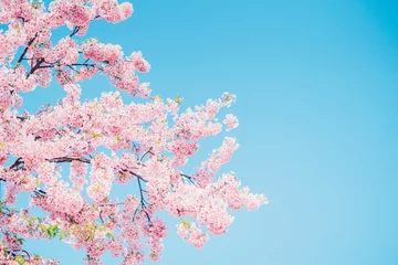 Fotobehang 青空と桜 © Kobayanski