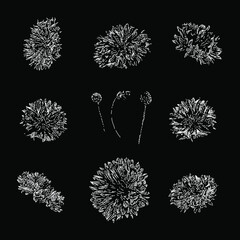 Bachelor's Button flower set hand drawing vector illustration isolated on black background