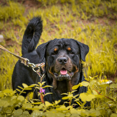 black rottweiler dog playing in the garden high quality HD images. stray dog, brown dog