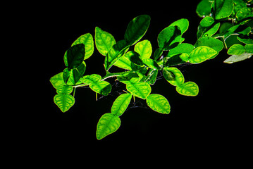 green kaffir lime leaves in nature