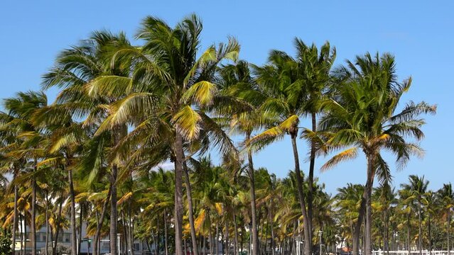 Beautiful Palm trees of South Beach in Miami - travel photography