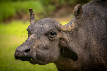 Indian buffalo with cows grazing in the grass land and playing in the water. 