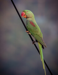 India Parakeet parrot siting on the wire 