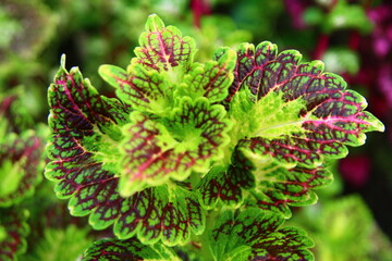 Close up photos of Miana flower