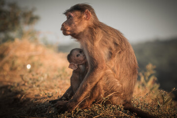 Brown Primate Indian Monkey mother holding her baby