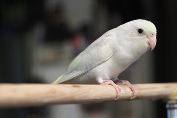 Selective focus of baby forpus parrotlet bird on toy branch