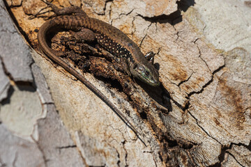 close-up brown tree lizard against the background of tree bark. Protective coloring of the lizard