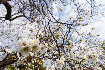 Close-up of a beautiful flowering tree with badam nuts against blue sky