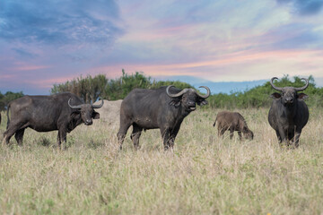 Naklejka na ściany i meble A Big old Cape Buffalo Dagga Bull ( Syncerus caffer) on a open grass plain