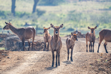 male Waterbuck, Kobus ellipsiprymnus, large antelope in East Africa. Nice African animal in the nature habitat. Wildlife scene from nature
